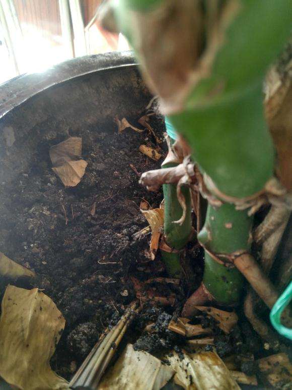 龟背竹土里有白色小虫