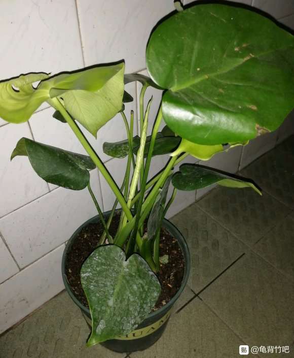 5颗龟背竹种在一个盆里可以吗