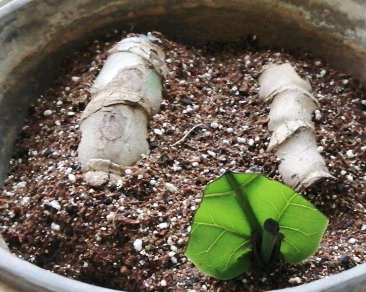 龟背竹发芽 15天算很快了