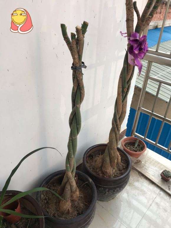 为什么乡下地载发财树