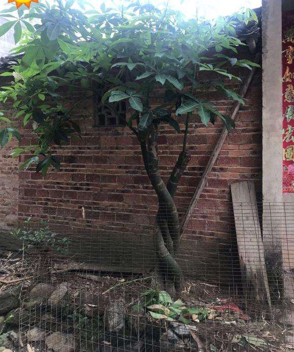 为什么乡下地载发财树