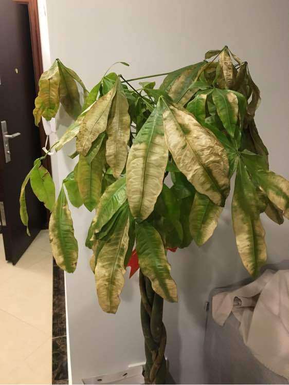 发财树晒阳光后 叶子黄了 怎么办 图片