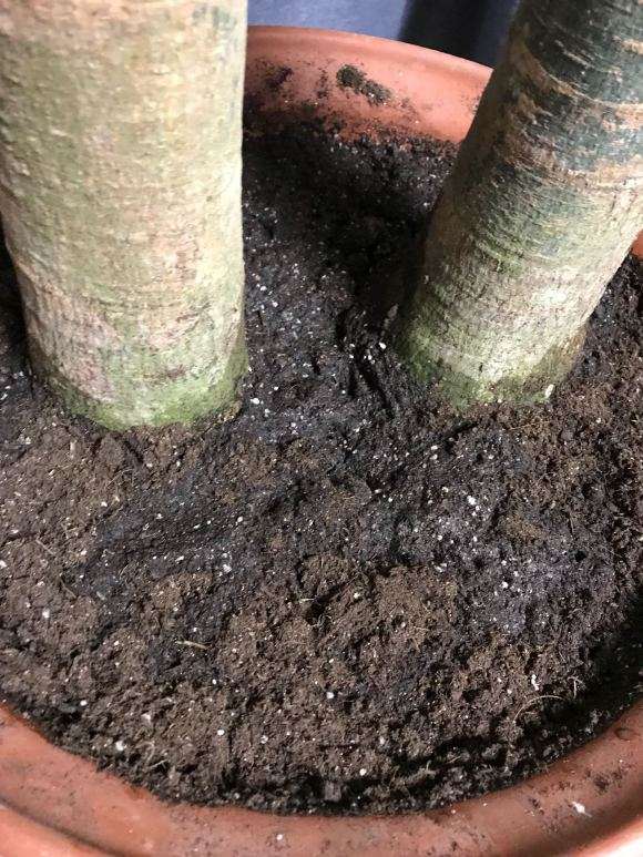 买来10天的发财树 浇水渗不下去 怎么办