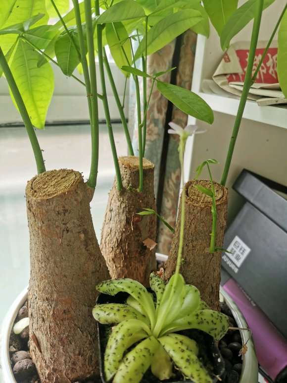 发财树长了很对这种小飞虫