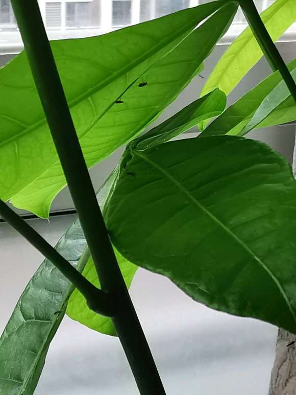 发财树长了很对这种小飞虫