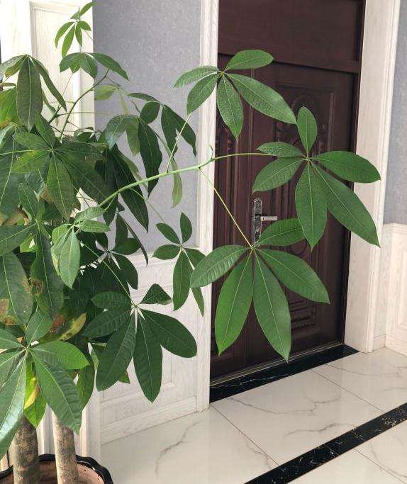 发财树可以用养兰草用的颗粒土