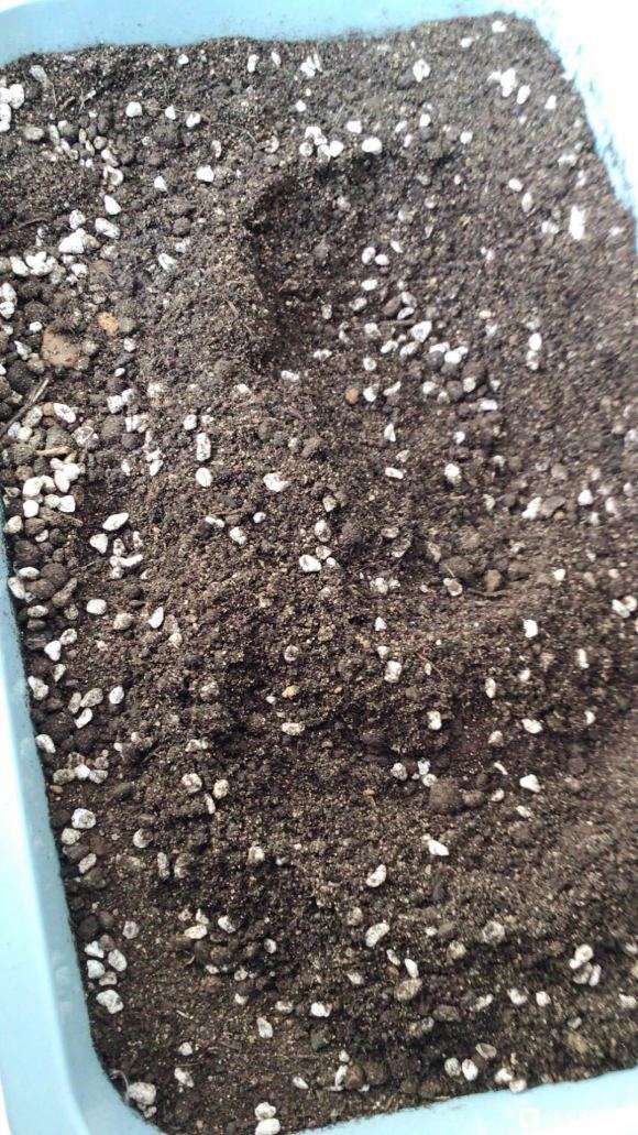 发财树的土壤用沙子 珍珠岩
