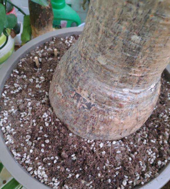 椰糠加珍珠岩种发财树