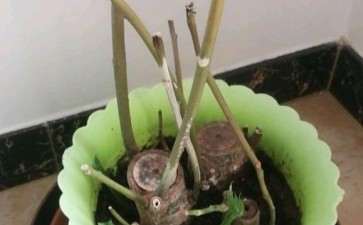 发财树烂根 用高锰酸钾 可以吗 图片