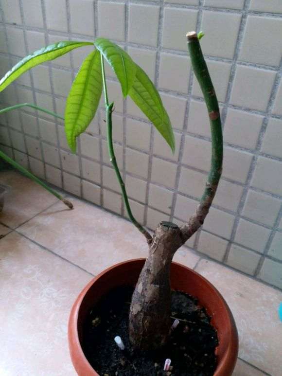 这颗宜家买的发财树
