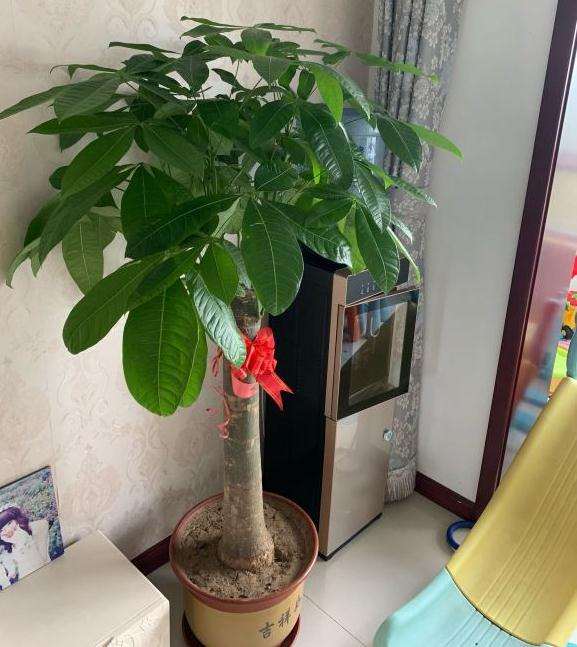 发财树叶子下面和根茎处吐水
