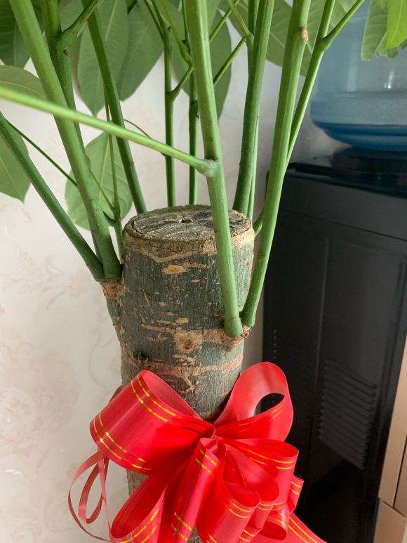 发财树叶子下面和根茎处吐水