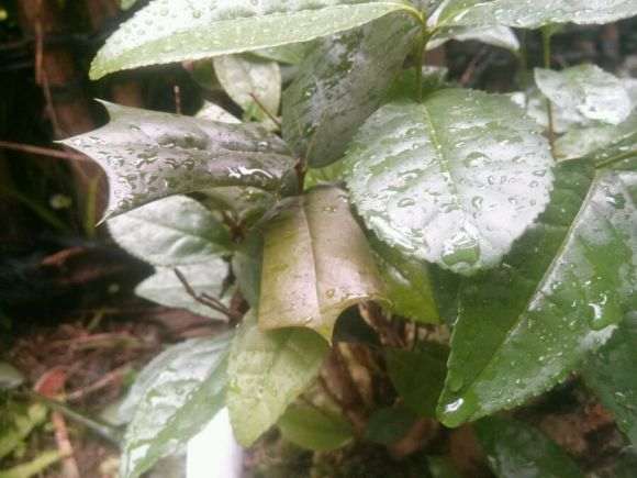 下山桩老茶树 发芽了 长出两种叶子