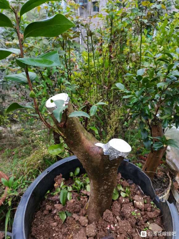 怎么提高油茶树下山桩生根的方法