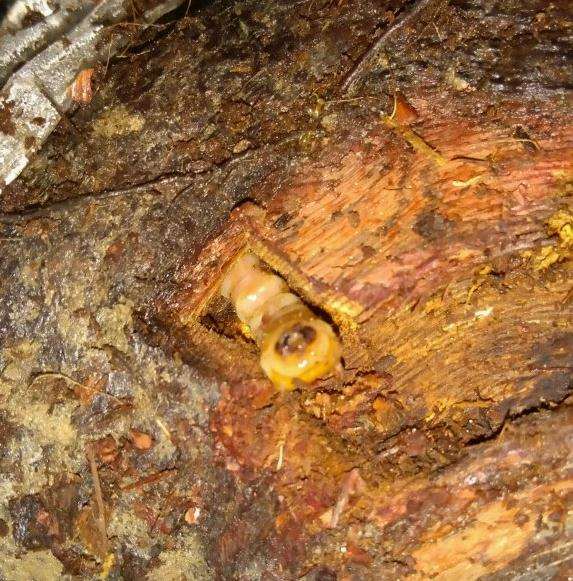 山木香下山桩怎么防治害虫的方法