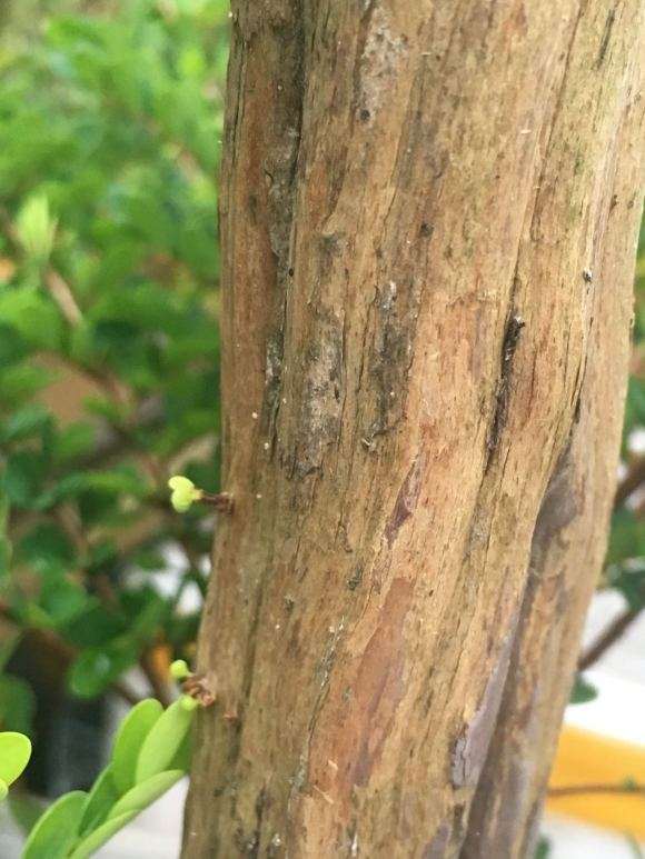 这棵山格木下山桩 芽都长了花蕾