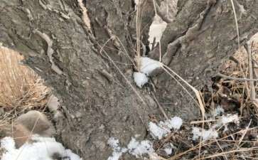 这是大叶鼠李下山桩吗 看皮应该是