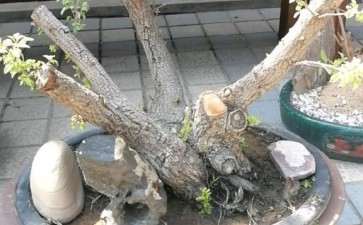 麻梨疙瘩小叶鼠李下山桩活了吗