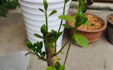 去年种的老鸦柿下山桩发芽了 怎么用
