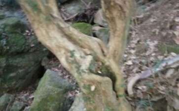 野生白檵木下山桩 可以吗 周长92公分