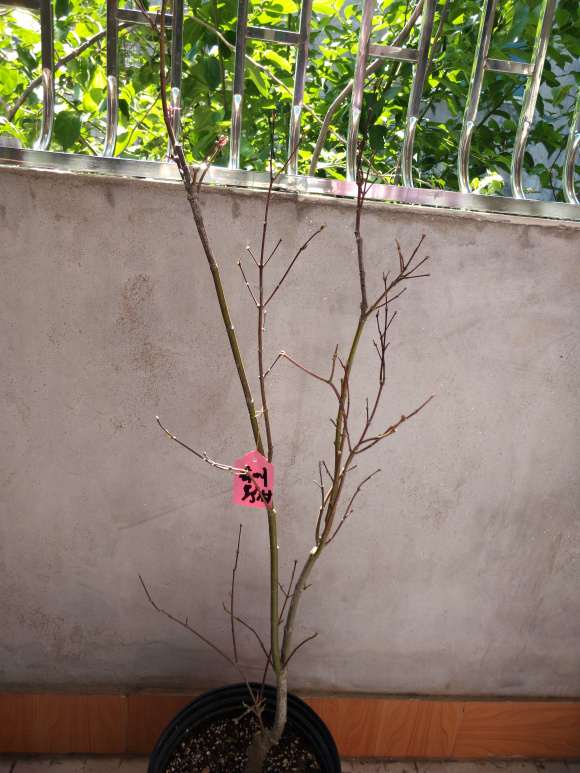 有明野村红枫盆景怎么摘叶的方法