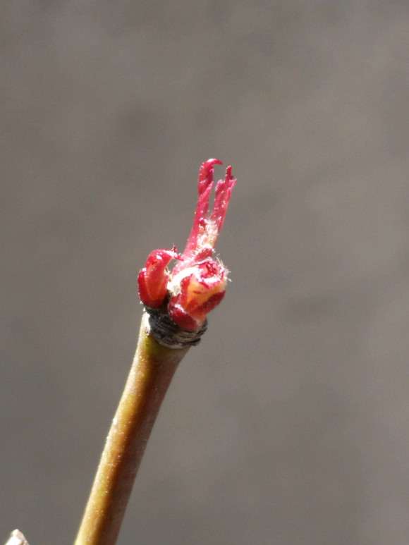 有明野村红枫盆景怎么摘叶的方法