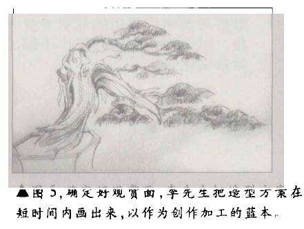 台湾柏树怎么造型的方法