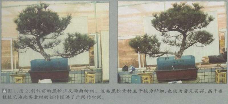 松树盆景高干垂枝怎么创作的方法