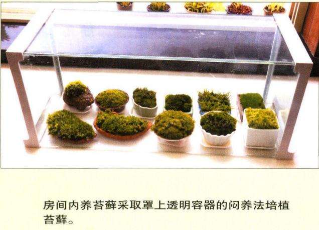 苔藓植物是植物界最简单 最原始的类群