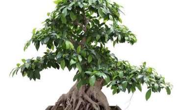 怎么培养苍老的榕树盆景的7个方法