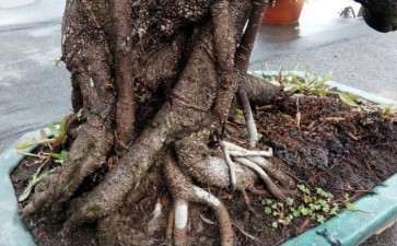 怎么给榕树盆景补根的4个方法