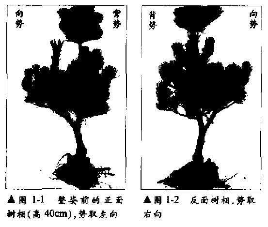 五针松盆景幼木的初次造型