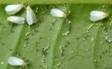 花卉害虫种类怎么检查与识别的6个方法