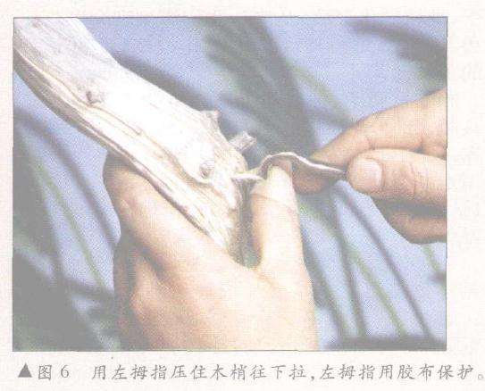 用左拇指压住木梢往下拉，左拇指用胶布保护