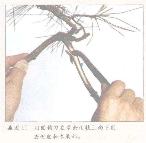用圆钩刀在多余树枝上向下削去树皮和木质部