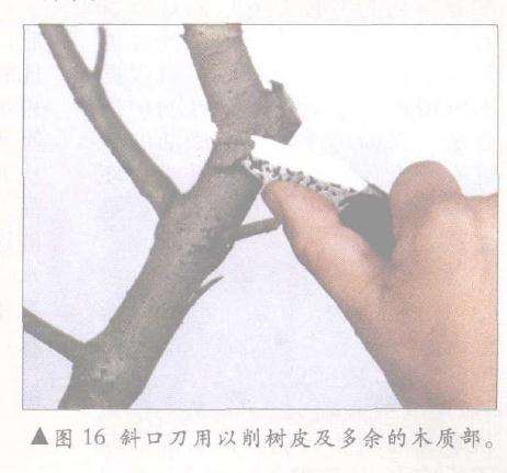 平钩刀在多余树枝上向下拉削树干