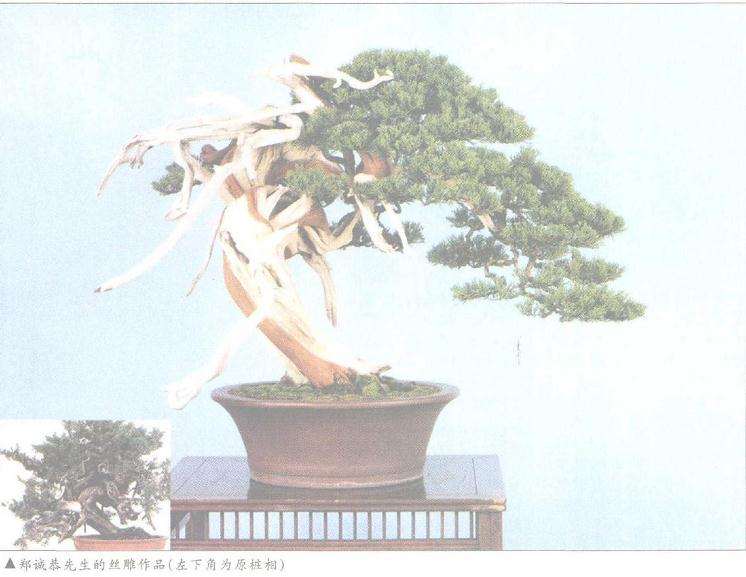 郑诚基先生的丝雕盆景(左下角为原桩相)