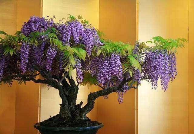 紫藤盆景为什么不开花的5个原因
