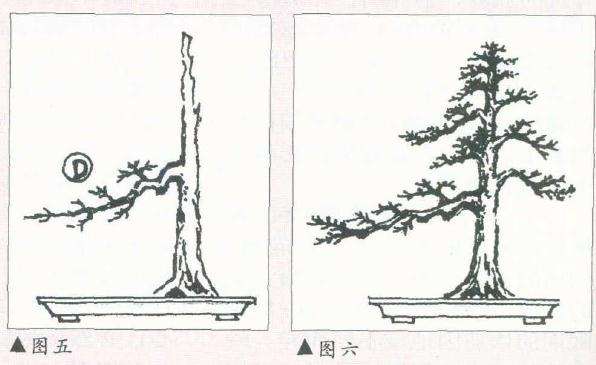 树木盆景的飘枝