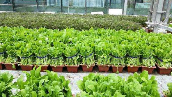 蔬菜盆栽种植线上线下形成产业链
