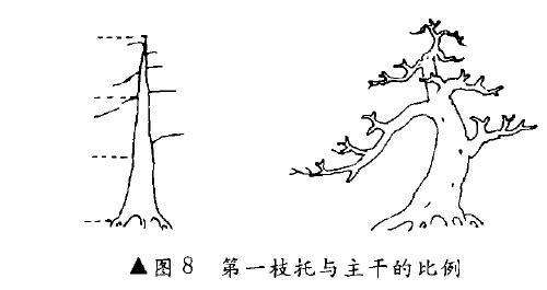 图解 树木盆景造型怎么比例协调