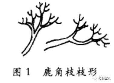 盆景鹿角枝