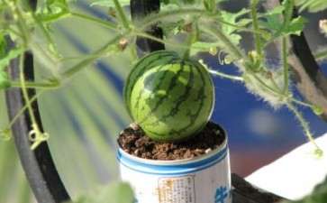 西瓜盆栽怎么管理的3个方法