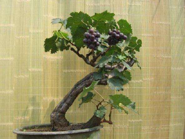盆栽葡萄怎么整形修剪的2个方法