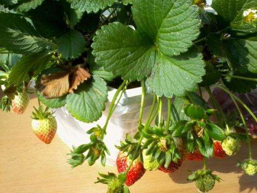 草莓盆栽怎么养护管理3个方法