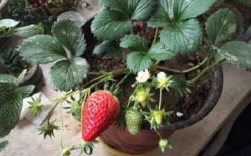 草莓盆栽怎么移栽上盆的2个方法