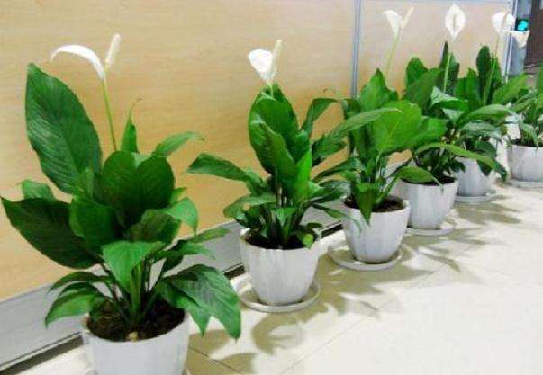 特别耐旱的室内盆栽植物 不浇水也可以