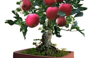 苹果盆景怎么选盆上盆的3个方法