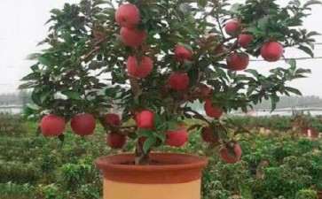 苹果盆景砧木与品种怎么选择的方法
