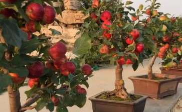 夏季苹果盆景怎么浇水施肥的5个方法